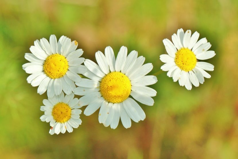 Fleur Camomille
