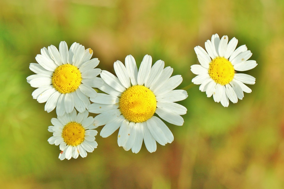Fleur Camomille